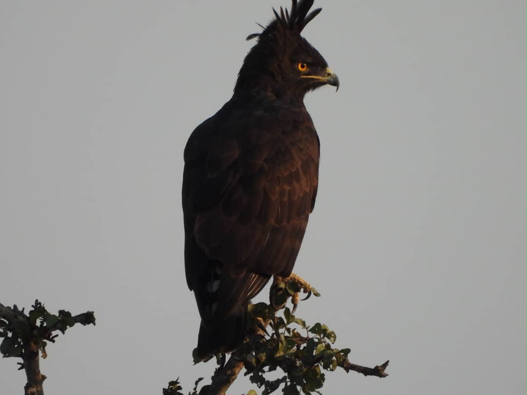 Dark crested eagle perched on a bare branch