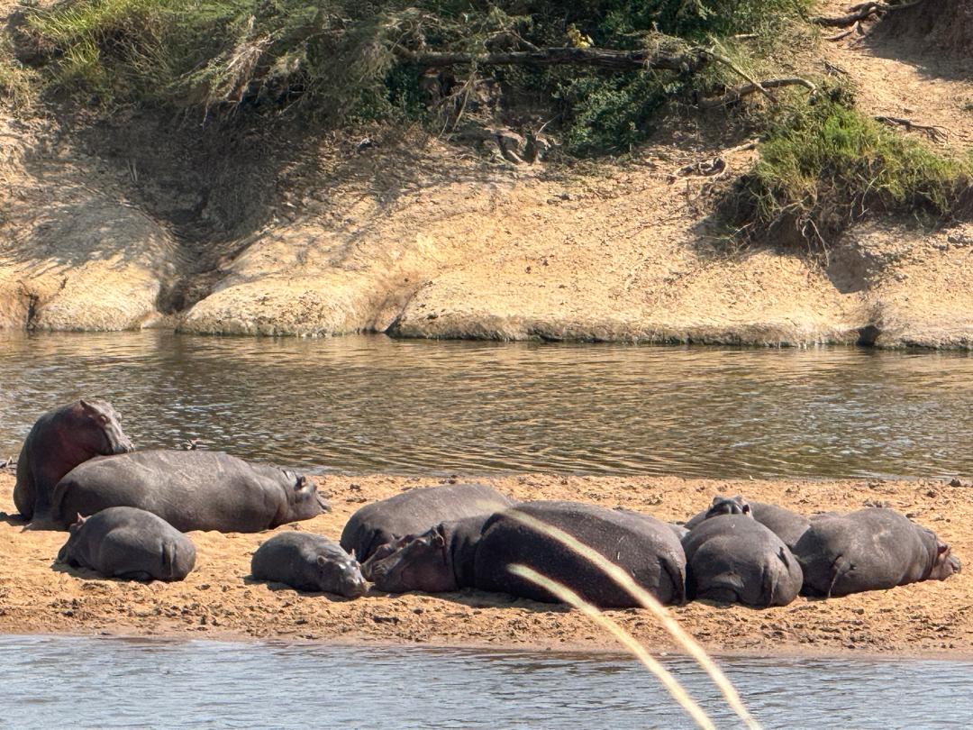 Pod of hippos resting on a riverbank
