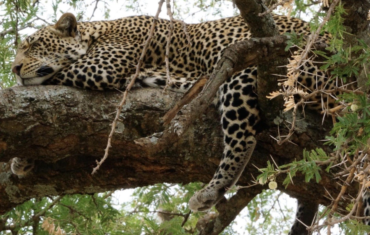A leopard resting along a branch