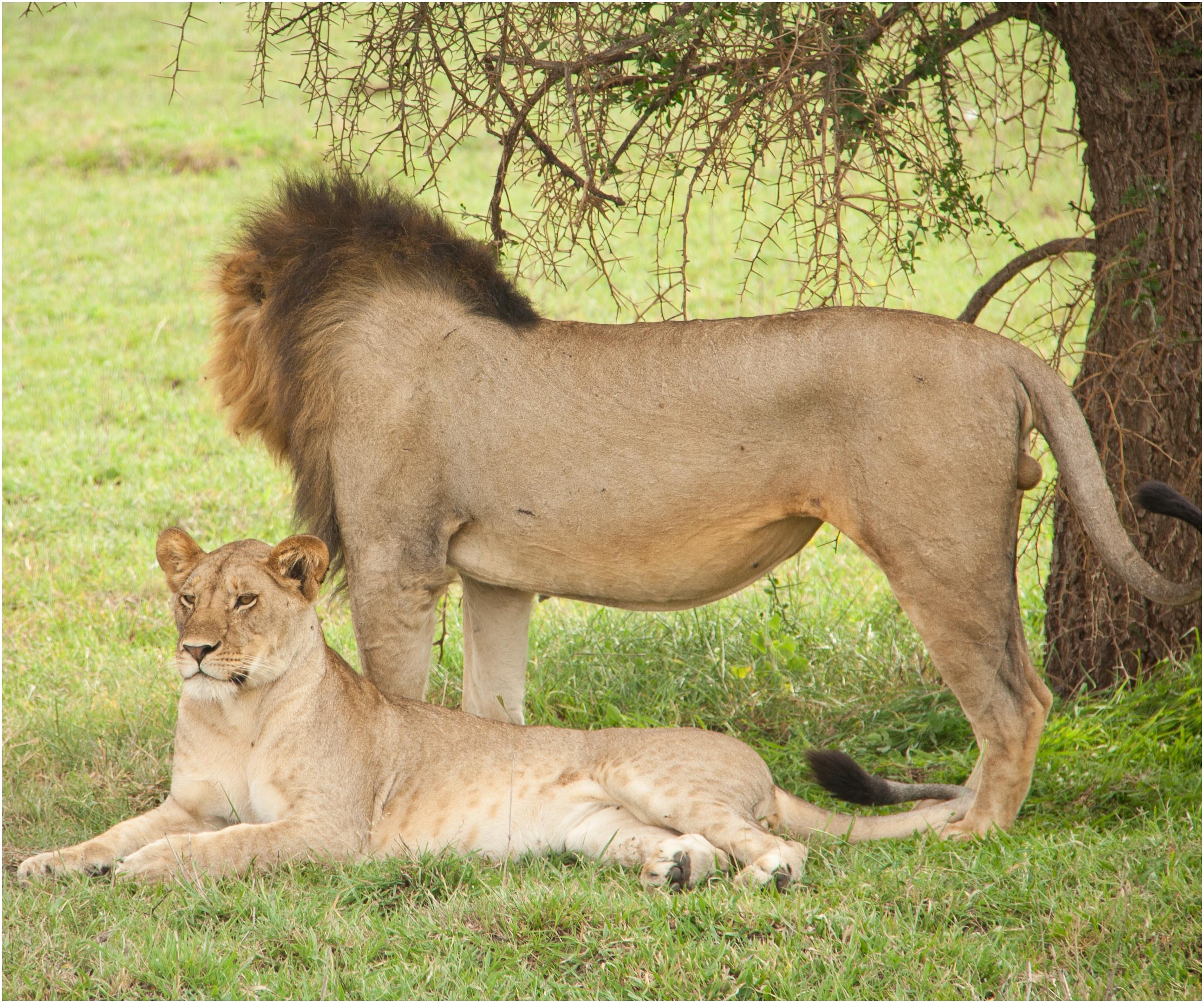 Male lion standing in long green grass