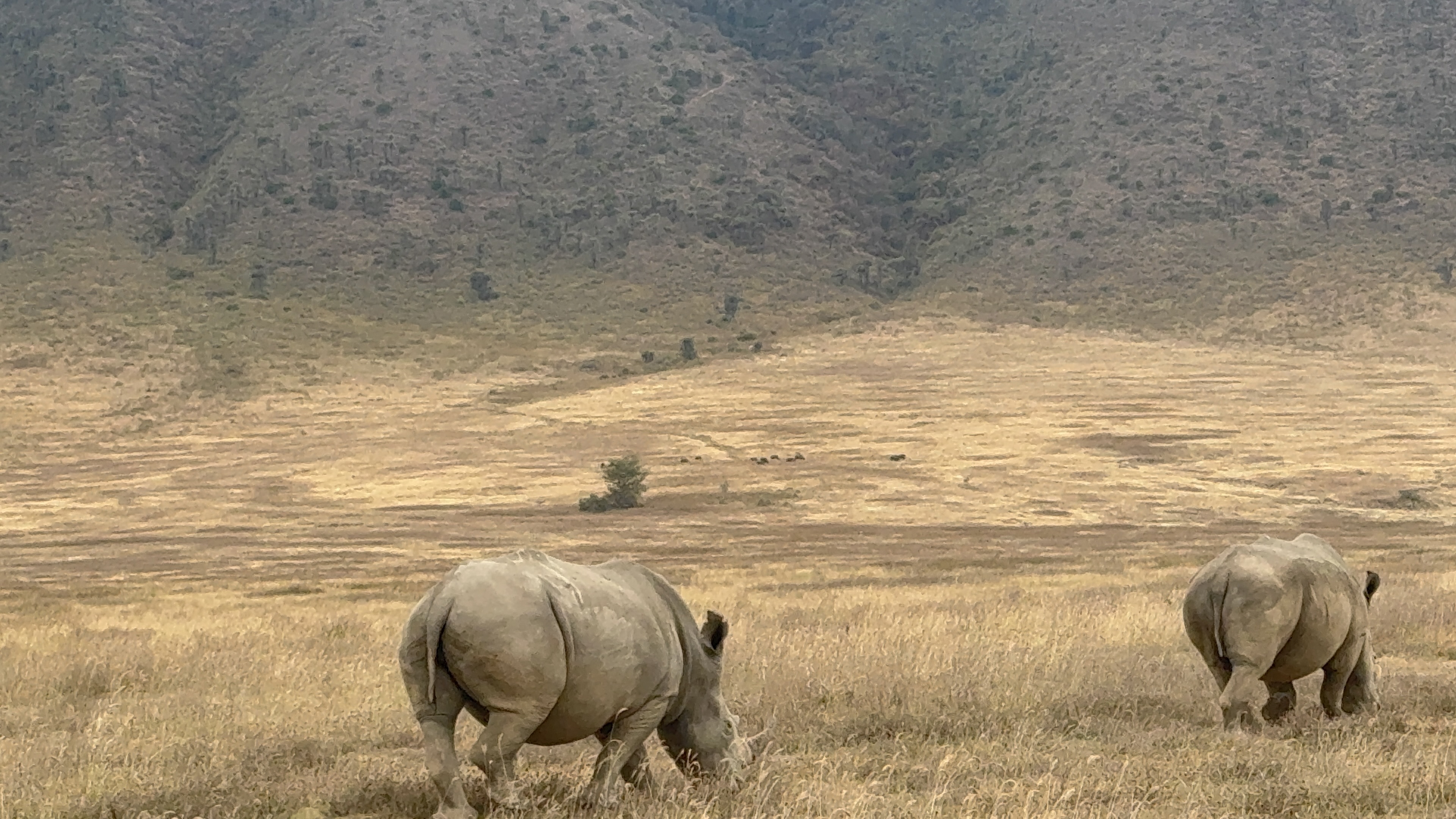 Two rhinos on the floor of the Ngorongoro Crater