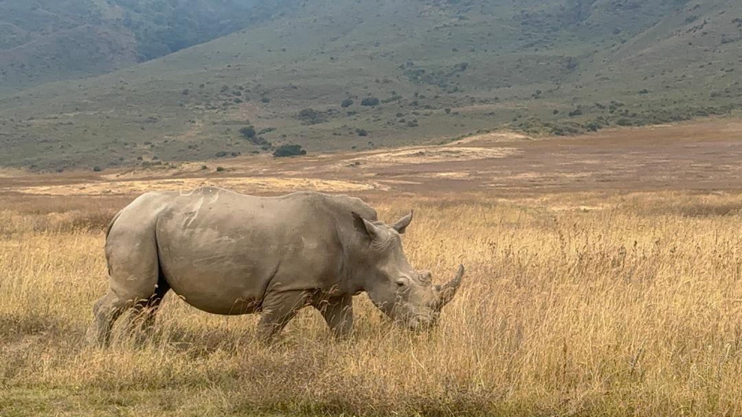 White rhino on the plains