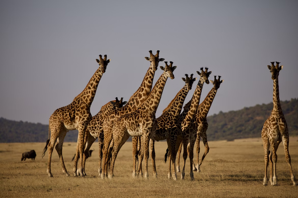 Giraffe in Serengeti
